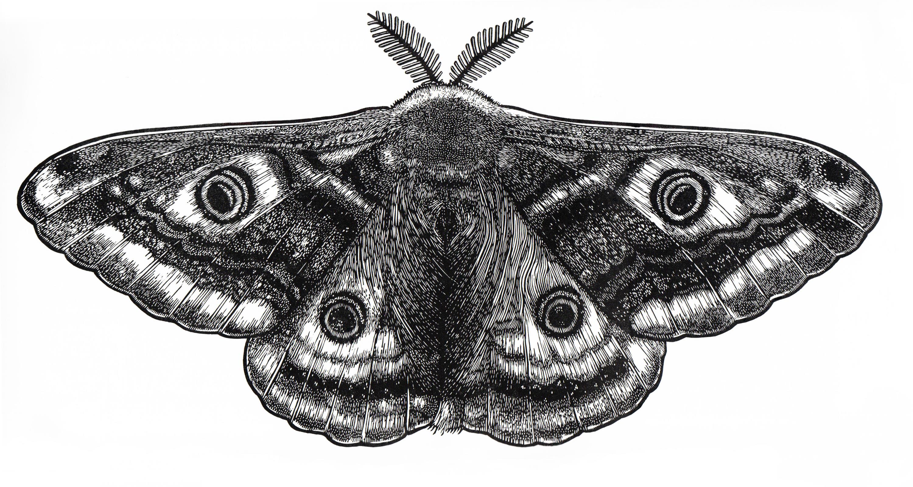 Saturnia pavonia 